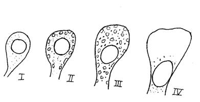     Daphnia magna (Cladocera)