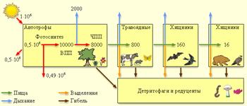 http://www.college.ru/biology/course/content/chapter12/section1/paragraph2/images/12010206.gif
